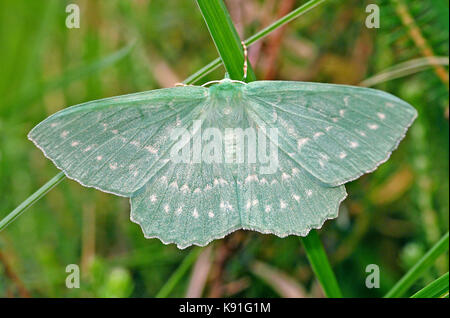 Emerald grande espèce (Geometra papilionaria) fraîchement émergées femme, New Forest, Hampshire Banque D'Images