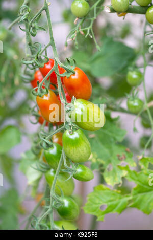 La tomate (Solanum lycopersicum) plantes 'Santonio F1 hybride' qui se développe dans un polytunnel dans le sud du Yorkshire, Angleterre. Banque D'Images