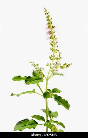 Sri tulsi ou basilic sacré (ocimum tenuiflorum) Banque D'Images