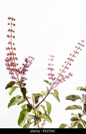 Krishna tulsi ou basilic sacré feuilles pourpre (ocimum tenuiflorum) Banque D'Images