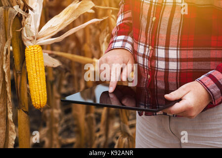 La productrice travaillant sur l'ordinateur tablette dans harvest ready maïs champ de maïs Banque D'Images