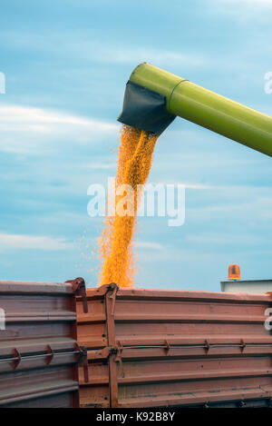 La récolte de maïs maïs moissonneuse-batteuse, le déchargement de la remorque du tracteur en grains Banque D'Images