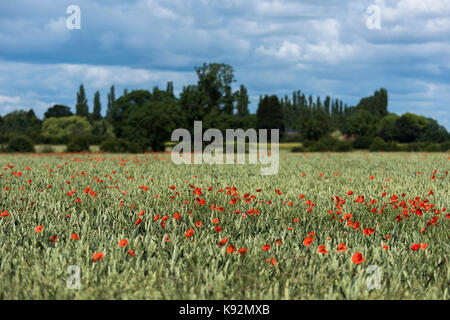 Vue panoramique du domaine sur les terres arables - Fleurs de pavot rouge vif poussent le long du blé (Upper Poppleton, près de York, Yorkshire, Angleterre, Royaume-Uni.) Banque D'Images