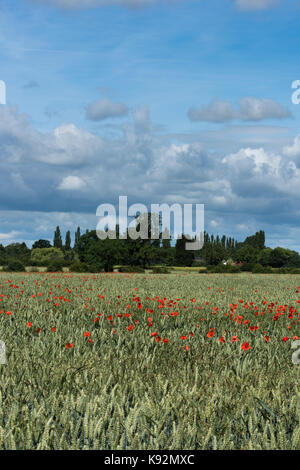 Vue panoramique du domaine sur les terres arables - Fleurs de pavot rouge vif poussent le long du blé (Upper Poppleton, près de York, Yorkshire, Angleterre, Royaume-Uni.) Banque D'Images