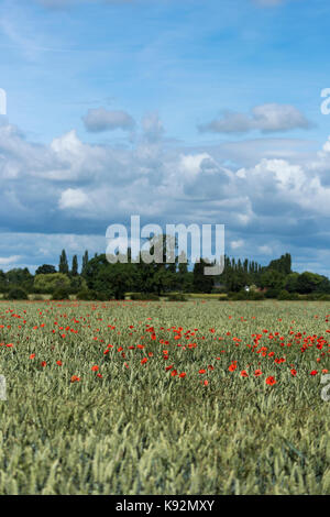 Vue panoramique du domaine sur les terres arables - Fleurs de pavot rouge vif poussent le long du blé (Upper Poppleton, près de York, Yorkshire, Angleterre, Royaume-Uni.) Banque D'Images