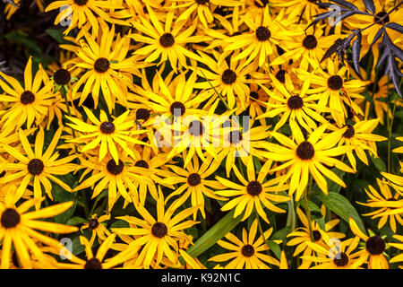 Floraison d'automne jaune Rudbeckia fulgida var sullivantii 'Goldsturm' en fleurs à RHS Garden Rosemoor, North Devon, Angleterre - vue rapprochée Banque D'Images