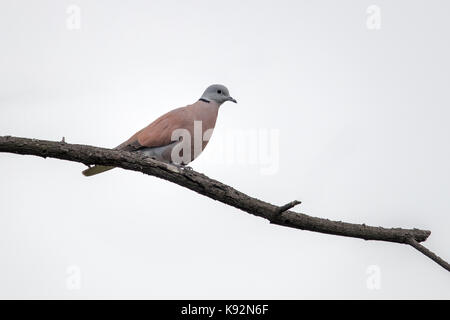 Red turtle dove (streptopelia tranquebarica) perching on wood Banque D'Images