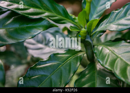 Oleander Hawk Moth chenille qui se nourrit d'une plante avec des feuilles lustrées vert. Chenille verte bien camouflée. Tourné à Phnom Penh, Cambodge. Banque D'Images