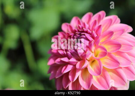 Dahlia rose rose fleur en fleur suffusion Banque D'Images