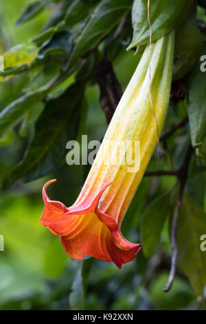 Seule grande, fleurs tubulaires de la demi-hardy gros arbuste Brugmansia sanguinea, Banque D'Images