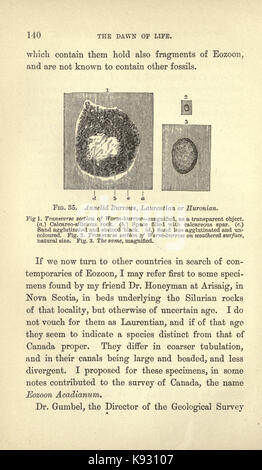 L'aube de la vie sur terre (page 140) BHL18946163 Banque D'Images