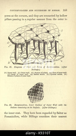 L'aube de la vie sur terre (page 163) BHL18946186 Banque D'Images