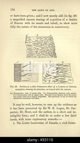 L'aube de la vie sur terre (page 176) BHL18946201 Banque D'Images