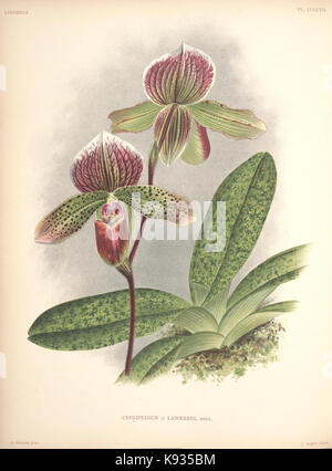 Lindenia Iconographie des orchidées 407 plaque Banque D'Images