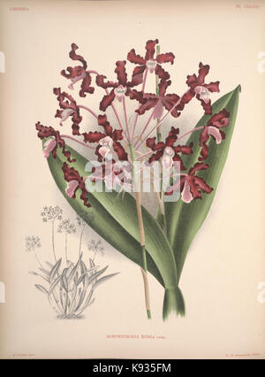 Lindenia Iconographie des orchidées 475 plaque Banque D'Images