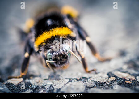 Gros plan macro d'une abeille à une réserve naturelle Banque D'Images