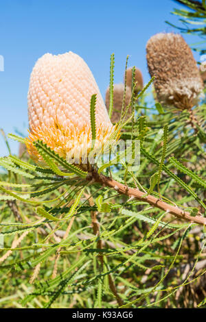 Détail d'un Banksia de Hooker fleur dans Kings Park, Perth, Western Australia, Australia Banque D'Images