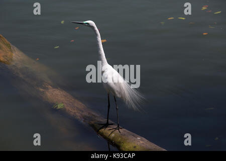 Kandy au Sri Lanka est de grande aigrette pendant la saison de reproduction, sur le lac de Kandy Kiri Muhuda grand lac artificiel créé en 1807 par Sri Wickrama Rajasinha Banque D'Images