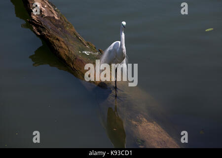 Kandy au Sri Lanka est de grande aigrette pendant la saison de reproduction, sur le lac de Kandy Kiri Muhuda grand lac artificiel créé en 1807 par Sri Wickrama Rajasinha Banque D'Images