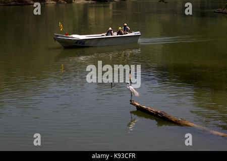 Kandy au Sri Lanka les touristes sur le bateau à regarder l'Est de Grande Aigrette et de cormorans sur les Indiens du lac de Kandy Kiri Muhuda grand lac artificiel créé en 1807 par Banque D'Images