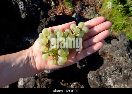 L'île de Pico Açores vignobles Madalena Portugal Europe Banque D'Images