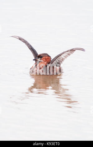 Portrait de verticale, Grèbe Castagneux Tachybaptus ruficollis (Podicipedidae). Les ailes battantes adultes en eau peu profonde dans la zone humide. Banque D'Images