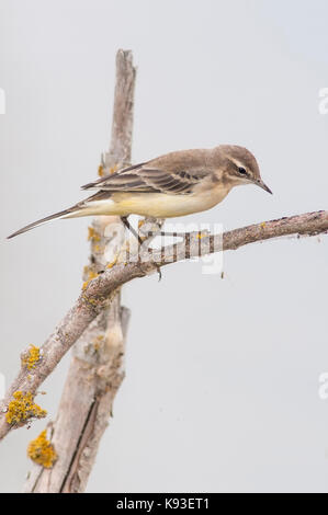 Portrait de l'ouest de la bergeronnette printanière (Motacilla flava). Les jeunes perchés sur une branche. Banque D'Images