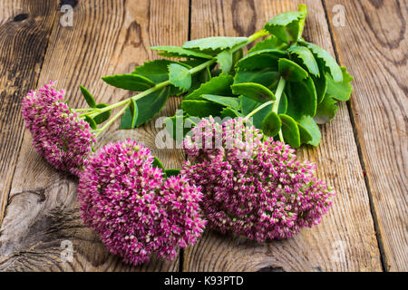 Jardin et fleurs médicinales sedum. studio photo Banque D'Images