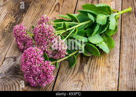 Jardin et fleurs médicinales sedum. studio photo Banque D'Images