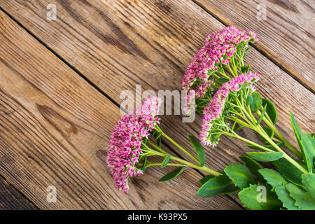 Jardin et fleurs médicinales sedum. studio photo Banque D'Images