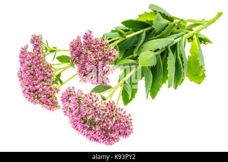 Jardin et fleurs médicinales sedum. studio photo Banque D'Images
