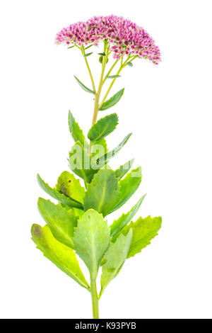 Jardin et fleurs médicinales sedum. studio photo Banque D'Images
