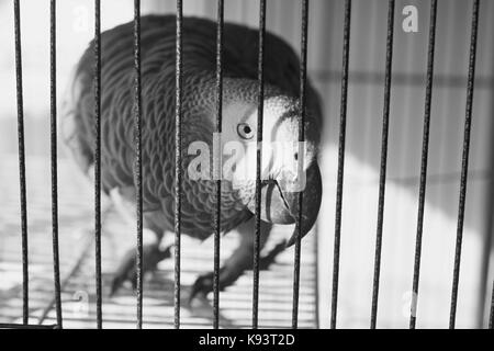 Gris sauvage perroquet gris d'Afrique en cage. parler parrot près de la fenêtre. Banque D'Images