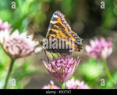 Grande écaille sur Astrantia fleurs, Hamburg, Deutschland Banque D'Images