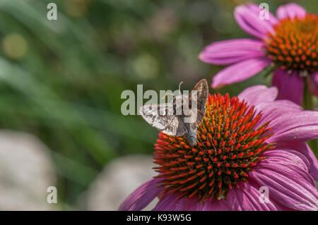 Les insectes sur l'échinacée blossom, Hambourg, Allemagne Banque D'Images