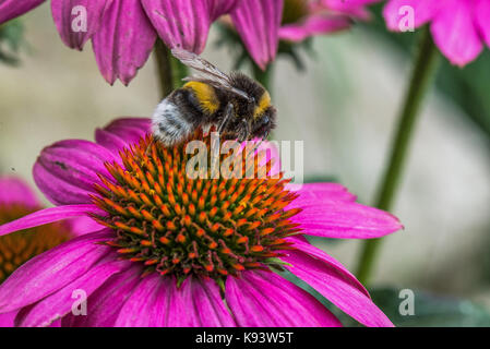 Les insectes sur l'échinacée blossom, Hambourg, Allemagne Banque D'Images