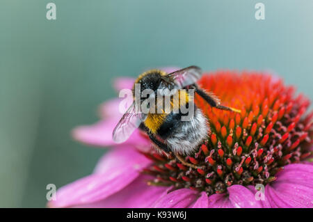 Les insectes sur l'échinacée blossom, Hambourg, Allemagne Banque D'Images