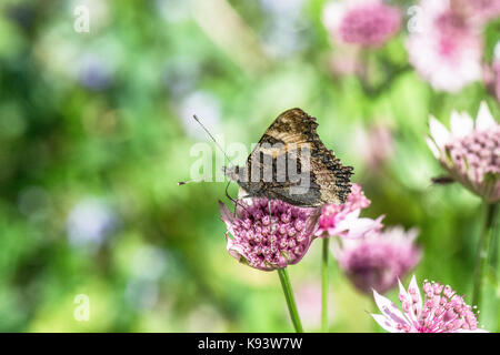 Grande écaille sur Astrantia fleurs, Hamburg, Deutschland Banque D'Images