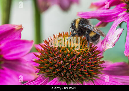 Les insectes sur l'échinacée blossom, Hambourg, Allemagne Banque D'Images