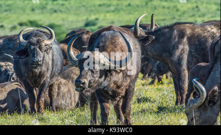 Les buffles du cap à l'Addo Elephant National Park, Eastern Cape, Afrique du Sud Banque D'Images