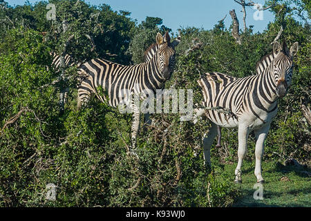 Zèbres dans Addo Elephant National Park, Eastern Cape, Afrique du Sud Banque D'Images