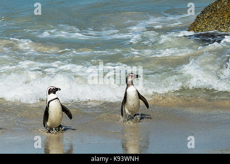 Pingouins africains à Simon's Town, Afrique du Sud Banque D'Images