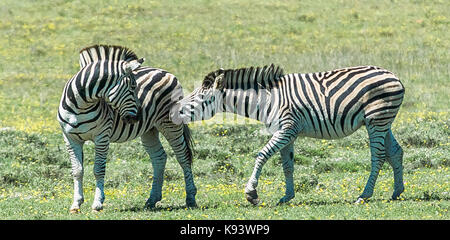 Zèbres dans Addo Elephant National Park, Eastern Cape, Afrique du Sud Banque D'Images