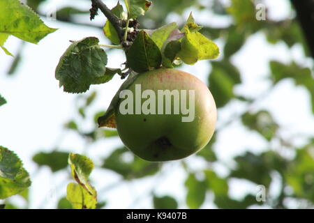 Des branches suspendues apple Banque D'Images