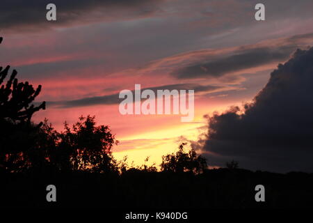 Coucher du soleil à travers les arbres Banque D'Images