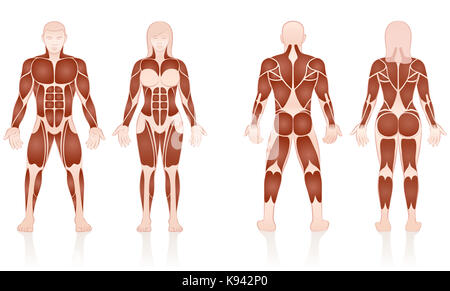 Les muscles des hommes et des femmes - de grands groupes musculaires de l'homme et de la femme en comparaison - Vues avant et arrière - illustration sur fond blanc. Banque D'Images