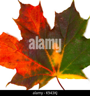 Automne érable multicolores. isolé sur fond blanc.. Banque D'Images