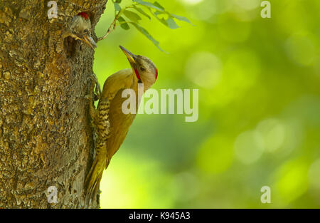 Close up of Japanese pic vert, picus awokera, sur l'arbre. Banque D'Images