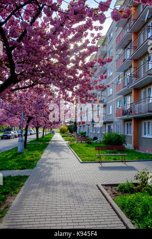 Blok de Flat avec cerisiers en fleurs, République tchèque Banque D'Images