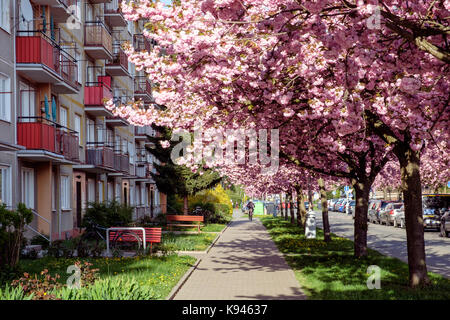 Blok de Flat avec cerisiers en fleurs, République tchèque Banque D'Images